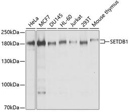 Western blot - SETDB1 antibody (A6145)