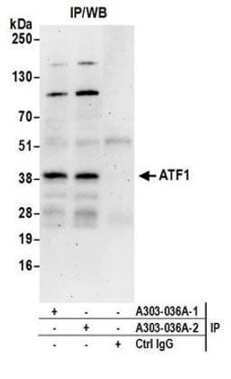 Detection of human ATF1 by western blot of immunoprecipitates.