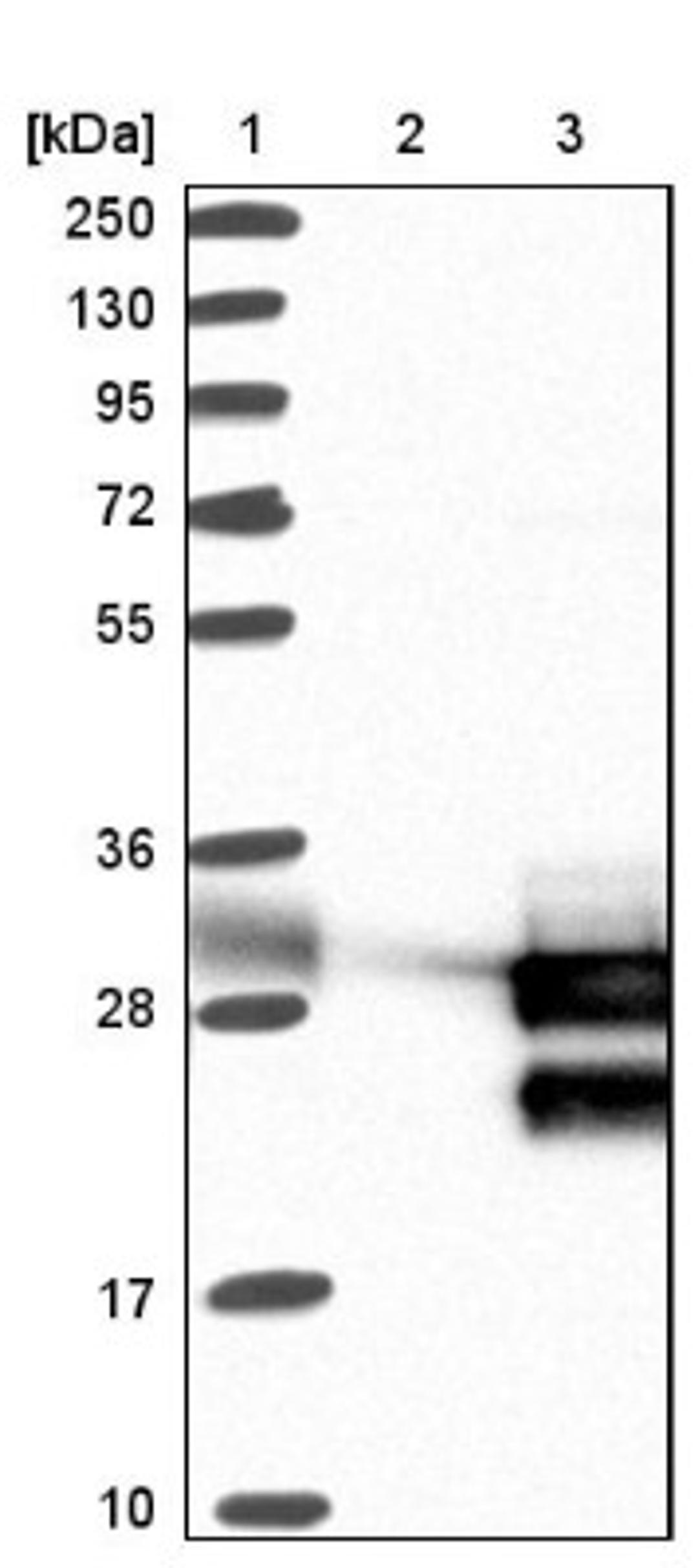 Western Blot: TCF21 Antibody [NBP1-88637] - Lane 1: Marker [kDa] 250, 130, 95, 72, 55, 36, 28, 17, 10<br/>Lane 2: Negative control (vector only transfected HEK293T lysate)<br/>Lane 3: Over-expression lysate (Co-expressed with a C-terminal myc-DDK tag (~3.1 kDa) in mammalian HEK293T cells, LY418825)