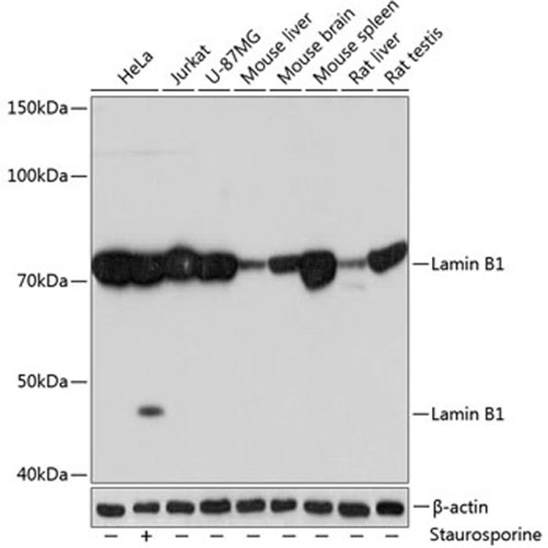 Western blot - Lamin B1 Rabbit mAb (A11495)