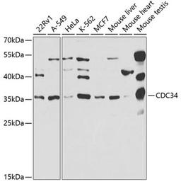 Western blot - CDC34 antibody (A5457)