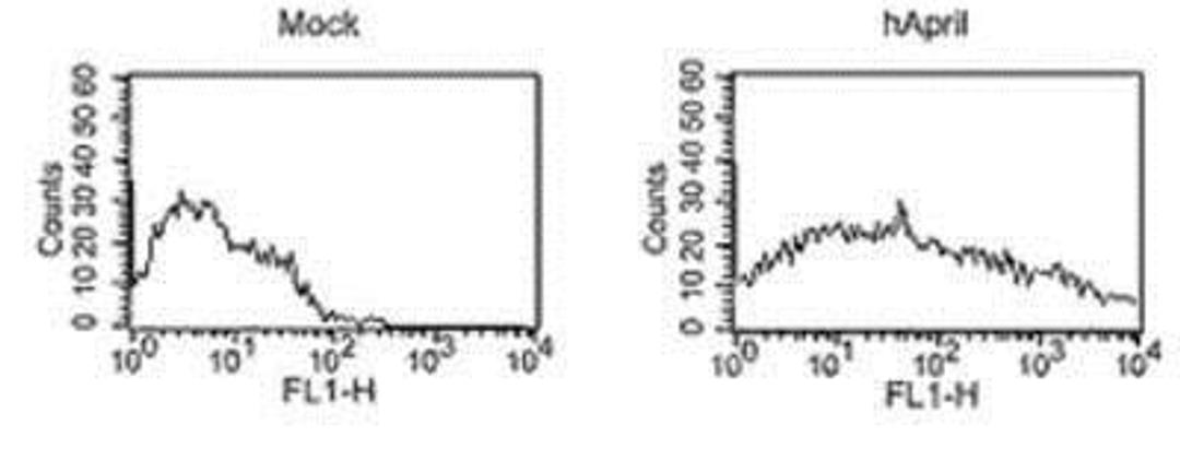 Flow Cytometry: APRIL/TNFSF13 Antibody (Aprily-8) [NBP1-97587] - Analysis of cells with MAb to APRIL (Aprily-8).Method: HEK 293 cells were mock transfected or transfected with an expression plasmid coding for a non-cleavable human APRIL. Cells (5x10^5) were incubated on ice for 30 min. in 50ul FACS buffer (PBS, 5% fetal calf serum, 0.02% azide) containing 10ug/ml of Aprily-8 antibody. After washing in FACS buffer, FITC-conjugated antibody to mouse IgG was added. Cells were incubated on ice for 30 min., washed and analyzed by flow cytometry.