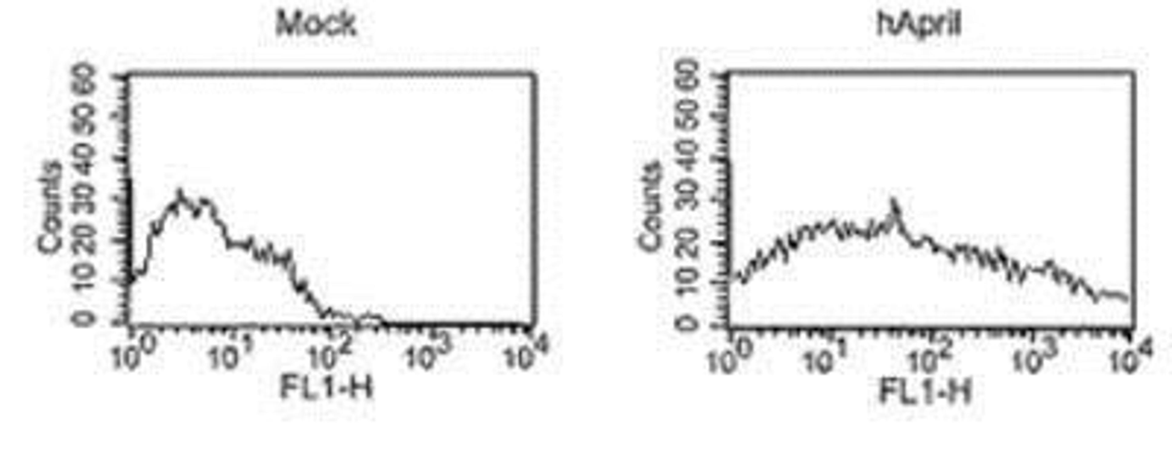 Flow Cytometry: APRIL/TNFSF13 Antibody (Aprily-8) [NBP1-97587] - Analysis of cells with MAb to APRIL (Aprily-8).Method: HEK 293 cells were mock transfected or transfected with an expression plasmid coding for a non-cleavable human APRIL. Cells (5x10^5) were incubated on ice for 30 min. in 50ul FACS buffer (PBS, 5% fetal calf serum, 0.02% azide) containing 10ug/ml of Aprily-8 antibody. After washing in FACS buffer, FITC-conjugated antibody to mouse IgG was added. Cells were incubated on ice for 30 min., washed and analyzed by flow cytometry.