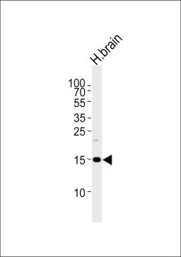 Western blot analysis of lysate from human brain tissue lysate, using SPRN Antibody at 1:1000 at each lane.