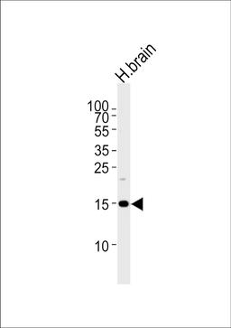 Western blot analysis of lysate from human brain tissue lysate, using SPRN Antibody at 1:1000 at each lane.