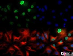 Immunocytochemistry/Immunofluorescence: LKB1 Antibody [NBP2-14835] - LKB1 antibody was tested in HepG2 cells with Dylight 488 (green). Nuclei and alpha-tubulin were counterstained with DAPI (blue) and Dylight 550 (red).