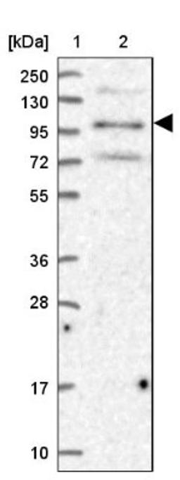 Western Blot: ZBED4 Antibody [NBP2-13531] - Lane 1: Marker [kDa] 250, 130, 95, 72, 55, 36, 28, 17, 10<br/>Lane 2: Human cell line RT-4