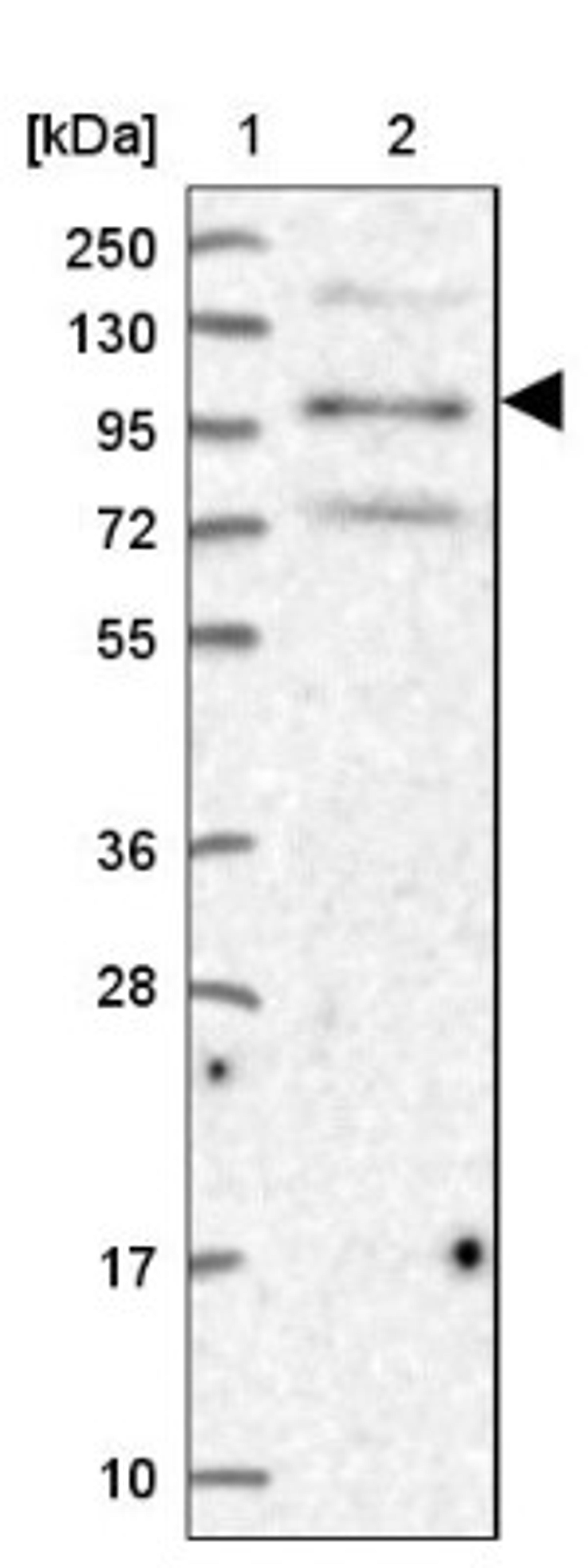 Western Blot: ZBED4 Antibody [NBP2-13531] - Lane 1: Marker [kDa] 250, 130, 95, 72, 55, 36, 28, 17, 10<br/>Lane 2: Human cell line RT-4