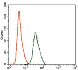 Flow Cytometry: RhoGDI Antibody (2G3) [NBP2-37472] - Flow cytometric analysis of HeLa cells using ARHGDIA mouse mAb (green) and negative control (red).