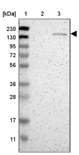 Western Blot: golgi glycoprotein 1 Antibody [NBP1-90636] - Lane 1: Marker [kDa] 230, 130, 95, 72, 56, 36, 28, 17, 11<br/>Lane 2: Human cell line RT-4<br/>Lane 3: Human cell line U-251MG sp