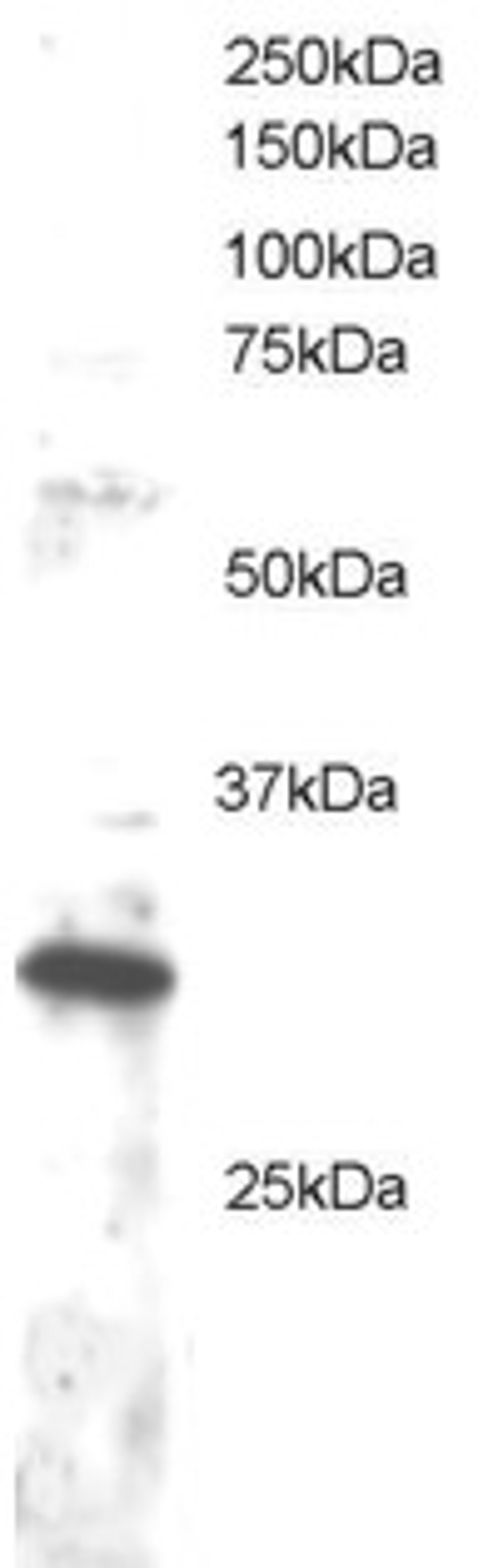 45-486 staining (1ug/ml) of Jurkat lysate (RIPA buffer, 30ug total protein per lane). Primary incubated for 1 hour. Detected by western blot using chemiluminescence.