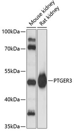 Western blot - PTGER3 antibody (A4057)