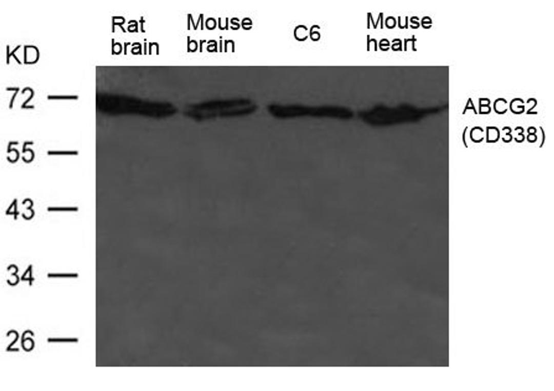 Western blot analysis of HL-60 cells using ABCG2(CD338) antibody