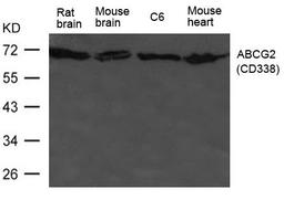 Western blot analysis of HL-60 cells using ABCG2(CD338) antibody