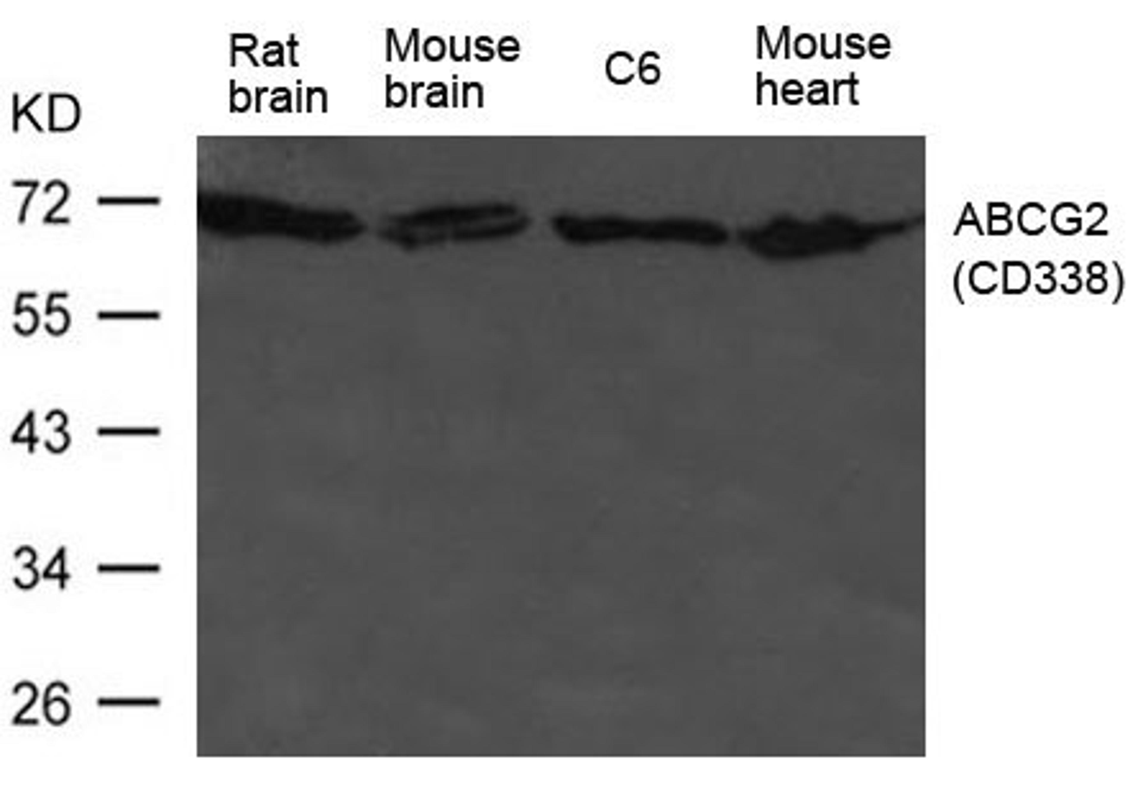 Western blot analysis of HL-60 cells using ABCG2(CD338) antibody