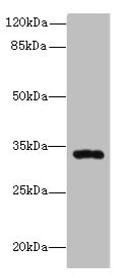 Western blot. All lanes: HSD17B11 antibody at 10µg/ml + Mouse lung tissue. Secondary. Goat polyclonal to rabbit IgG at 1/10000 dilution. Predicted band size: 33 kDa. Observed band size: 33 kDa