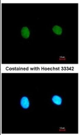 Immunocytochemistry/Immunofluorescence: MED18 Antibody [NBP2-17257] - Analysis of paraformaldehyde-fixed HeLa, using antibody at 1:200 dilution.