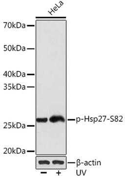 Western blot - Phospho-Hsp27-S82 Rabbit mAb (AP1031)