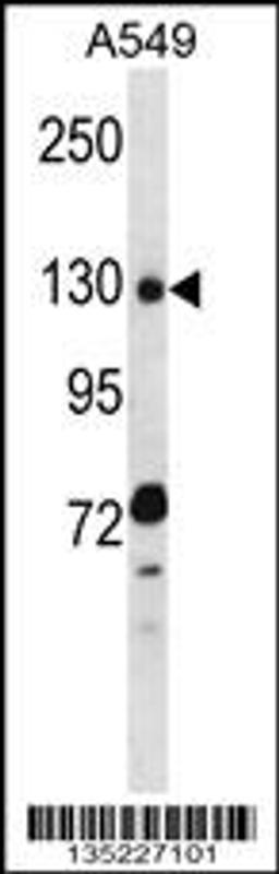 Western blot analysis in A549 cell line lysates (35ug/lane).