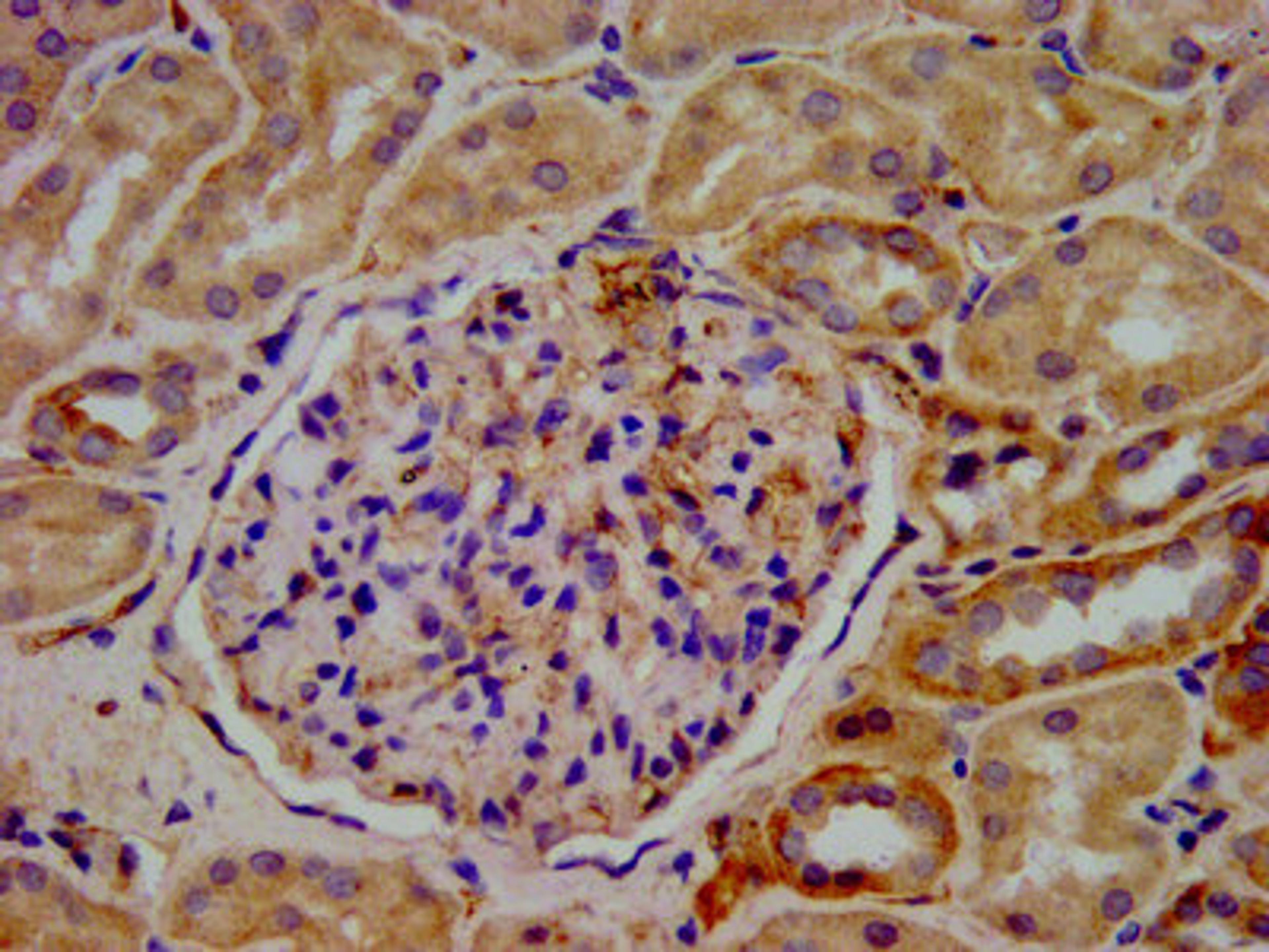 IHC image of CSB-PA839399LA01HU diluted at 1:400 and staining in paraffin-embedded human kidney tissue performed on a Leica BondTM system. After dewaxing and hydration, antigen retrieval was mediated by high pressure in a citrate buffer (pH 6.0). Section was blocked with 10% normal goat serum 30min at RT. Then primary antibody (1% BSA) was incubated at 4°C overnight. The primary is detected by a biotinylated secondary antibody and visualized using an HRP conjugated SP system.