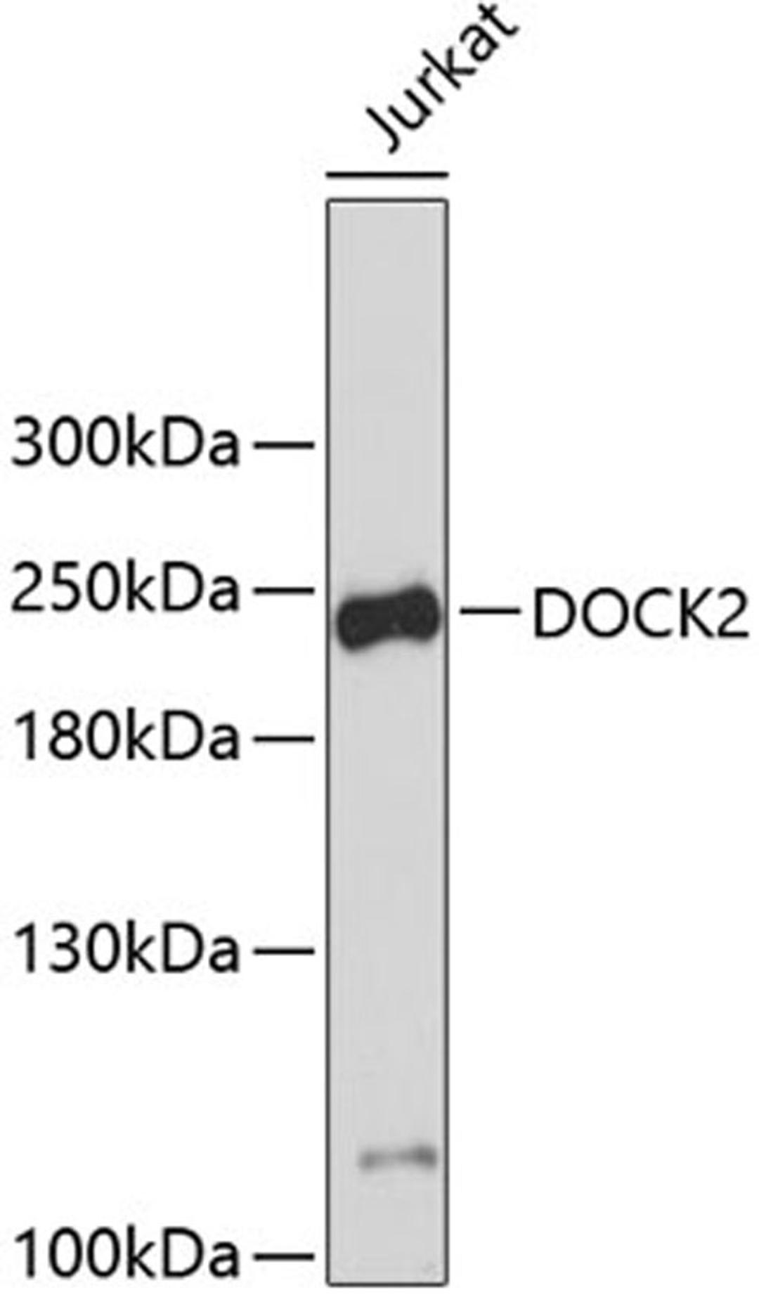 Western blot - DOCK2 antibody (A3595)