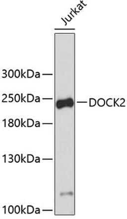 Western blot - DOCK2 antibody (A3595)