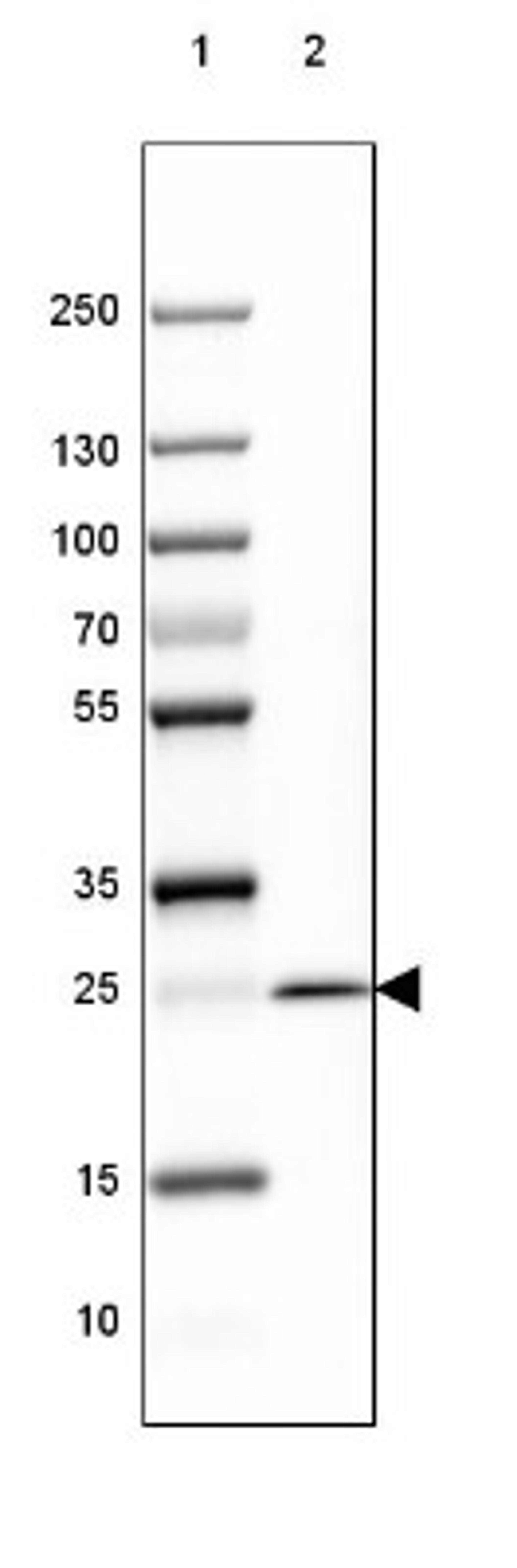 Western Blot: MOG Antibody (2852) [NBP2-46633] - Lane 1: Marker [kDa] 250, 130, 100, 70, 55, 35, 25, 15, 10.  Lane 2: Human Cerebral Cortex tissue