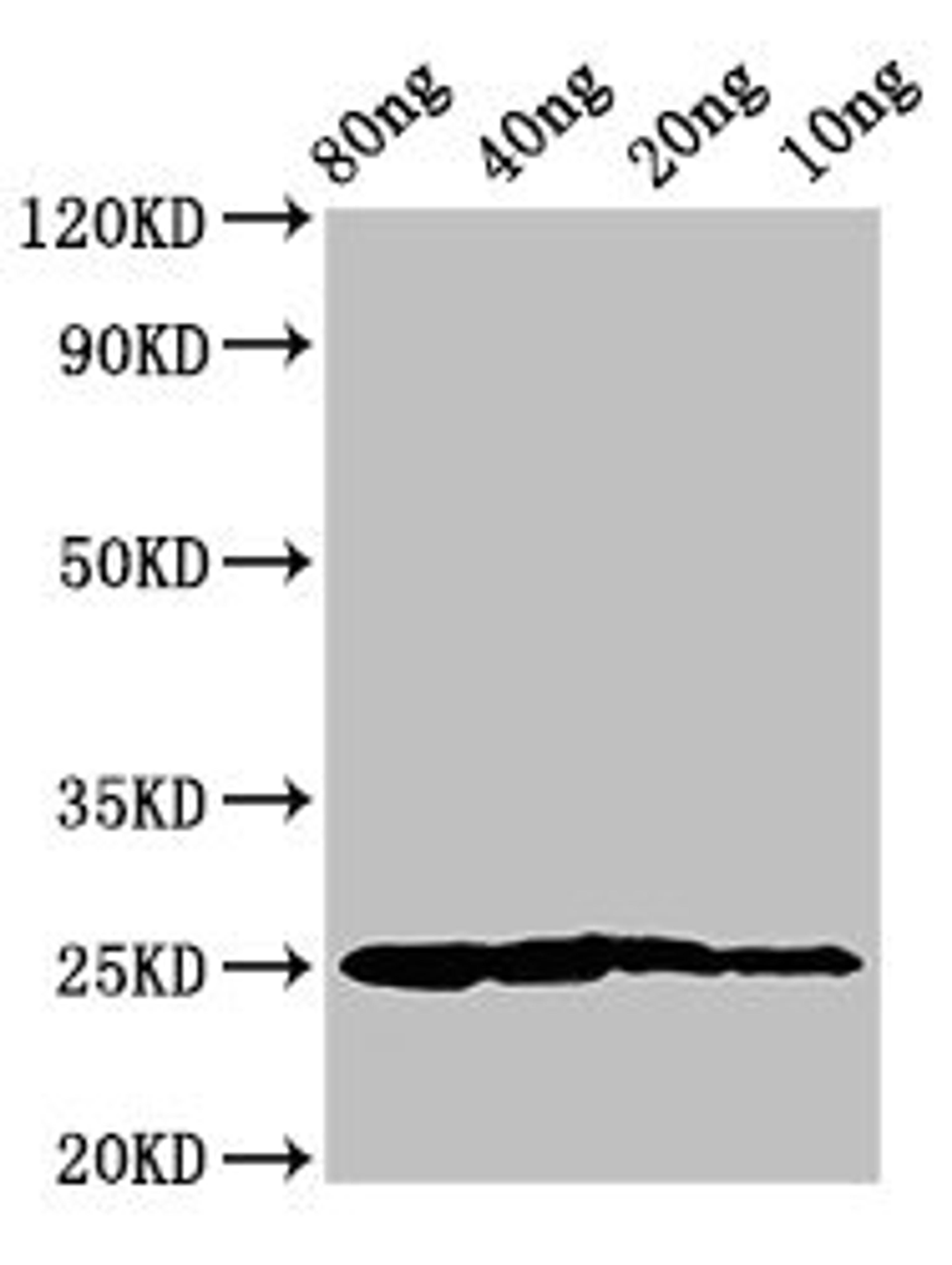 Western Blot. Positive WB detected in Recombinant protein. All lanes: Vertebrate ancient opsin antibody at 3µg/ml. Secondary. Goat polyclonal to rabbit IgG at 1/50000 dilution. Predicted band size: 25 kDa. Observed band size: 25 kDa