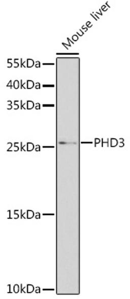 Western blot - PHD3 antibody (A8001)