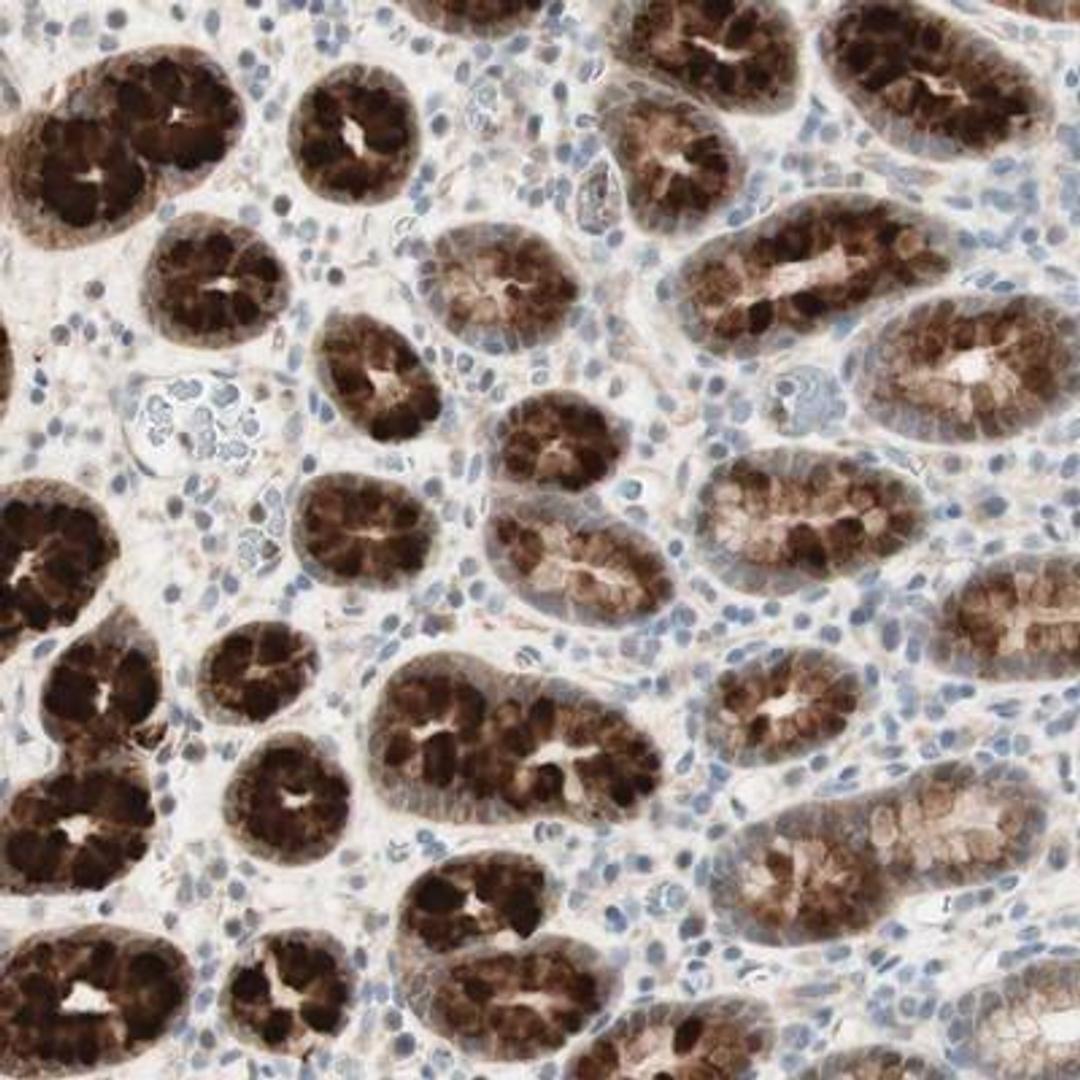 Immunohistochemistry: RFNG Antibody [NBP1-90946] - Immunohistochemical staining of human stomach shows strong cytoplasmic positivity in glandular cells.