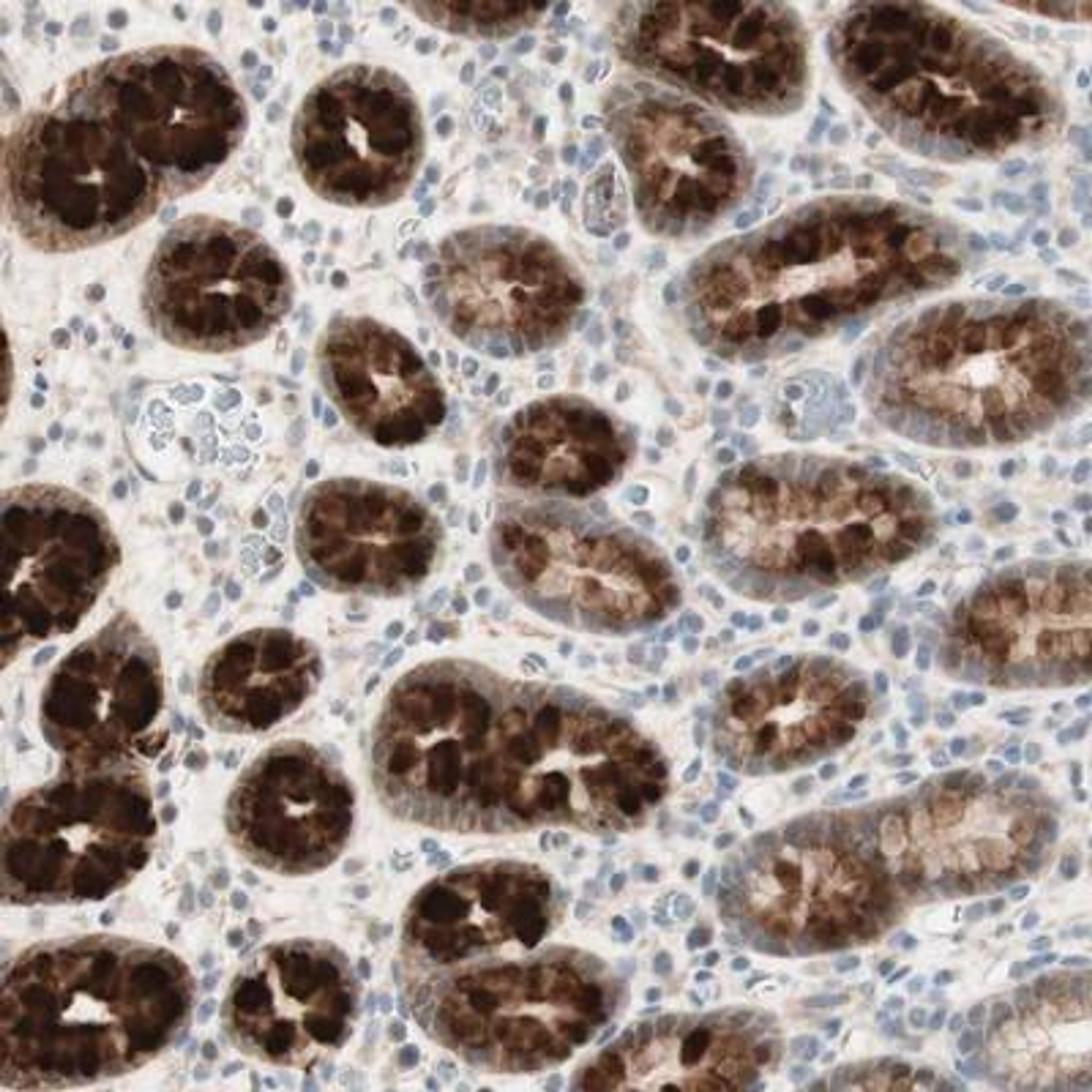 Immunohistochemistry: RFNG Antibody [NBP1-90946] - Immunohistochemical staining of human stomach shows strong cytoplasmic positivity in glandular cells.