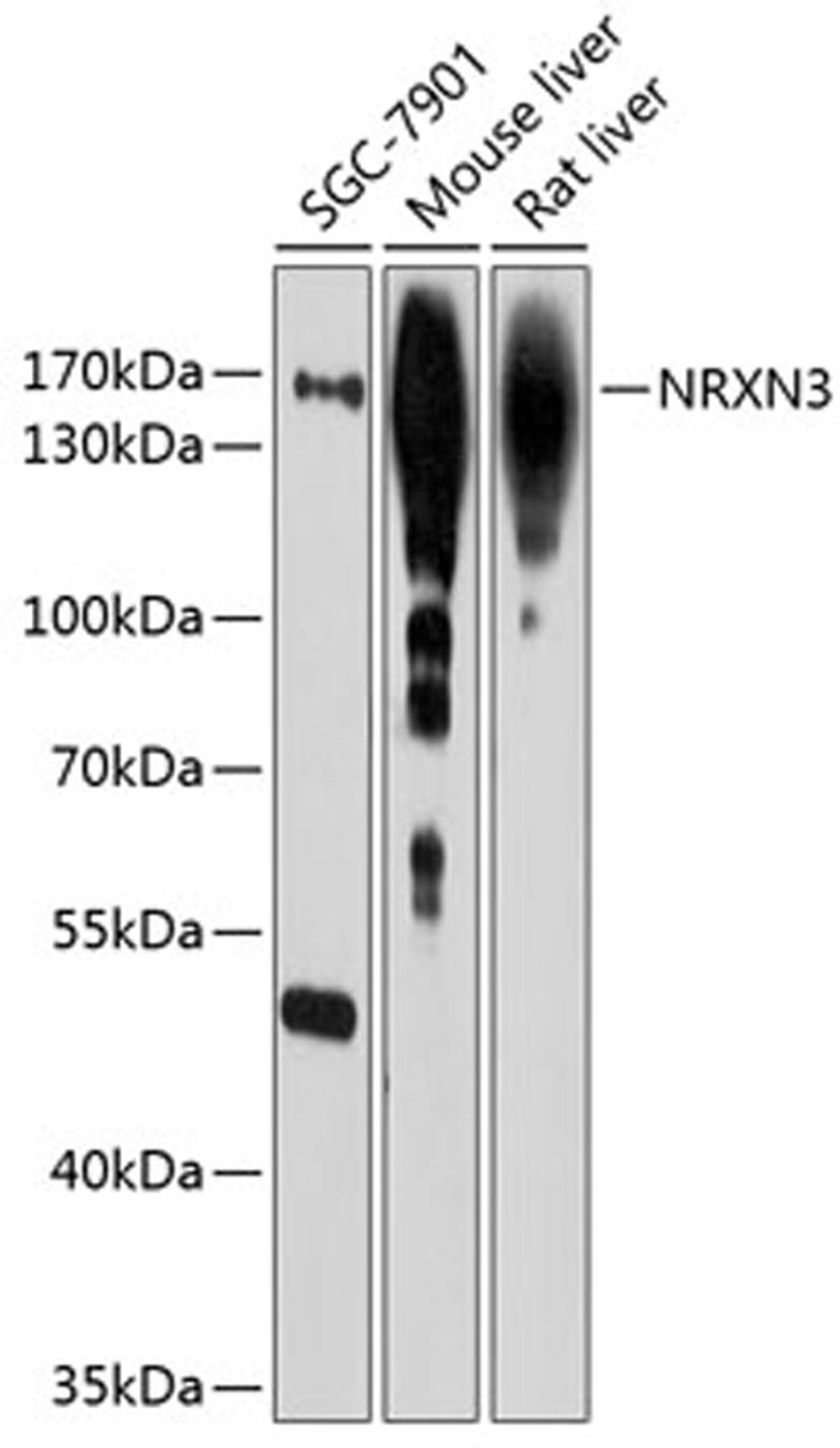 Western blot - NRXN3 antibody (A10269)