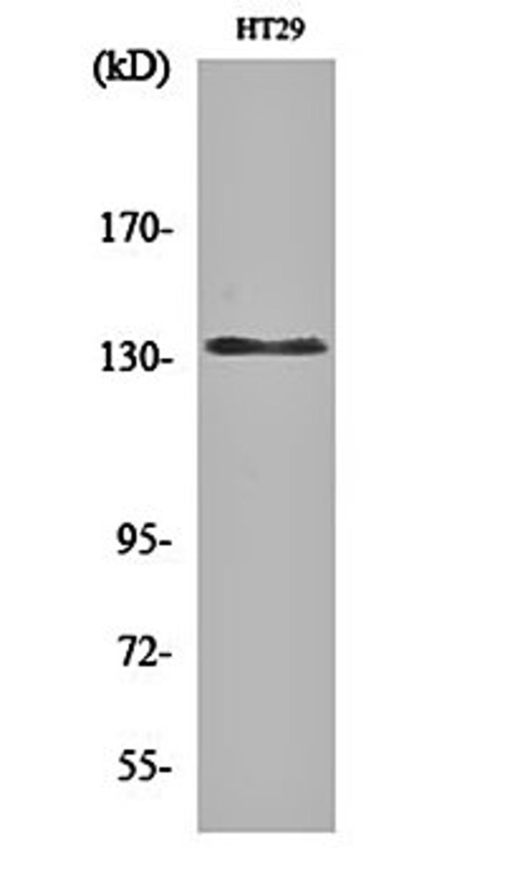 Western blot analysis of HT29 cell lysates using DNA Ligase I antibody