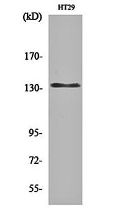 Western blot analysis of HT29 cell lysates using DNA Ligase I antibody