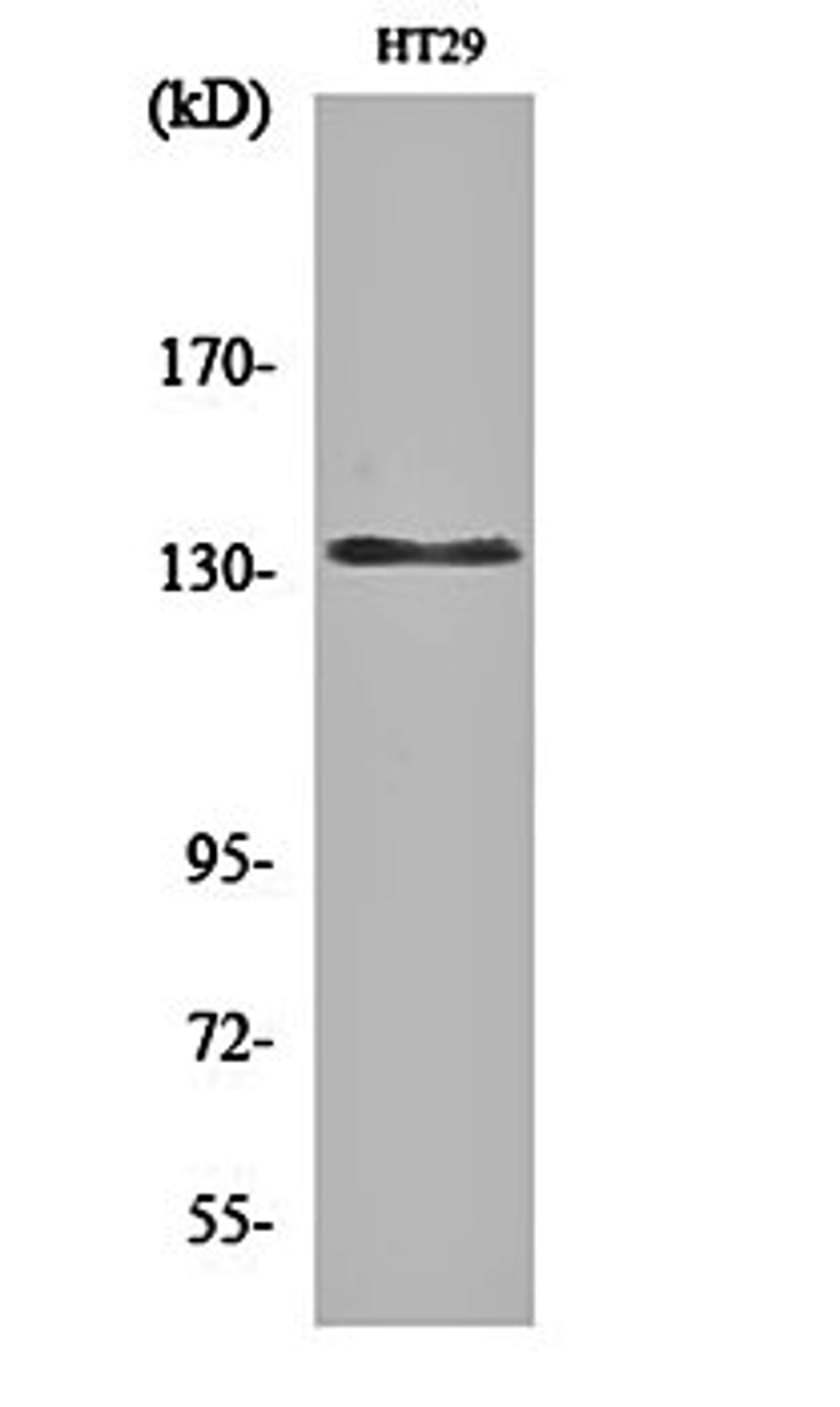 Western blot analysis of HT29 cell lysates using DNA Ligase I antibody