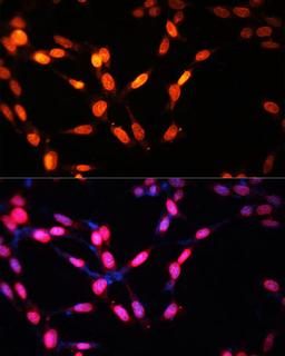 Immunofluorescence - MYOG antibody (A17427)