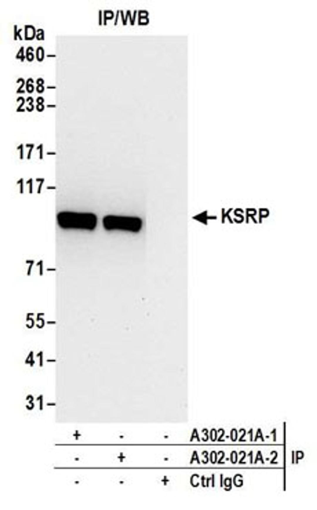 Detection of human KSRP by western blot of immunoprecipitates.