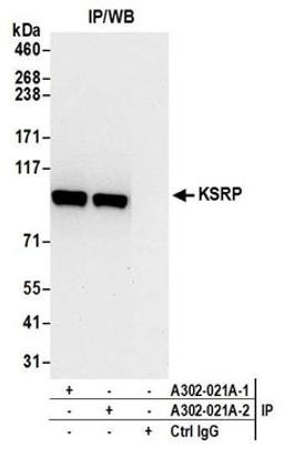 Detection of human KSRP by western blot of immunoprecipitates.