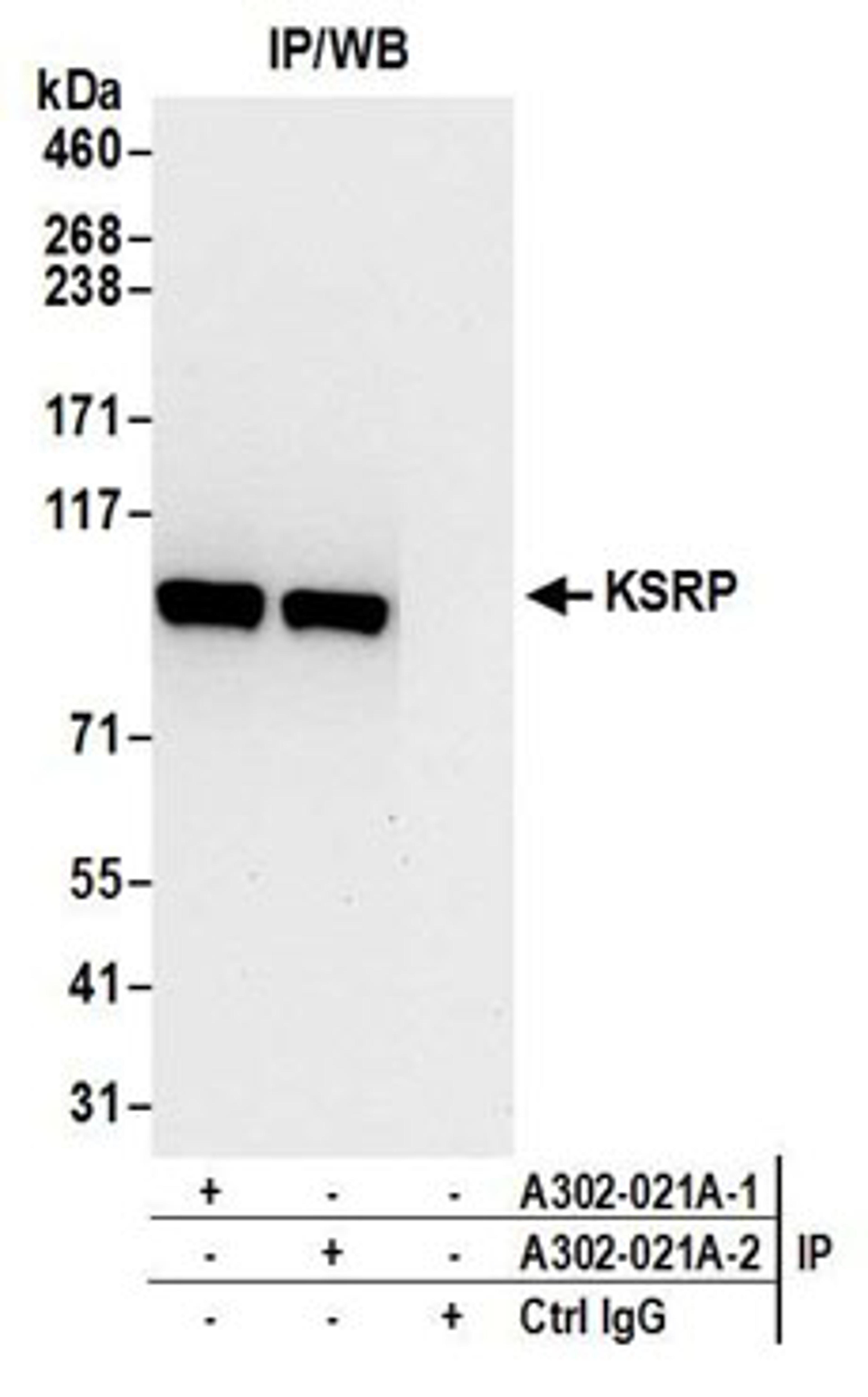 Detection of human KSRP by western blot of immunoprecipitates.