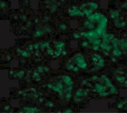 Immunocytochemistry/Immunofluorescence: C1qTNF1/CTRP1 Antibody [NBP1-76626] - Immunofluorescence of CTRP1 in Human Kidney cells with CTRP1 antibody at 20 ug/mL.