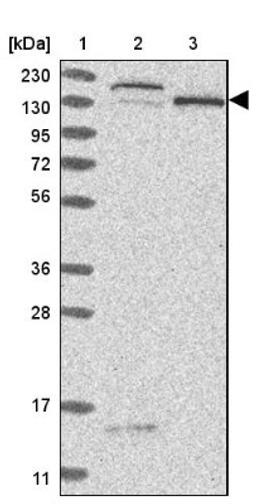 Western Blot: NCAPG2 Antibody [NBP1-86633] - Lane 1: Marker [kDa] 230, 130, 95, 72, 56, 36, 28, 17, 11<br/>Lane 2: Human cell line RT-4<br/>Lane 3: Human cell line U-251MG sp