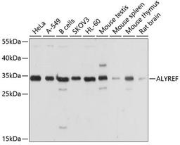 Western blot - ALYREF antibody (A6010)