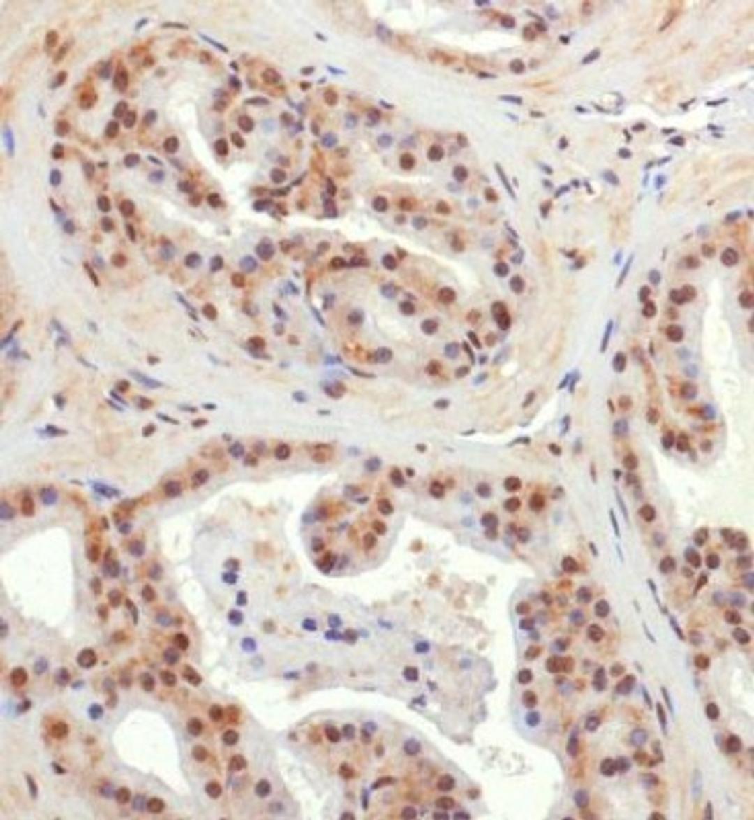 Immunohistochemistry: BNIP3L Antibody [NBP1-78264] - Analysis of BNIP3L in mouse prostate using DAB with hematoxylin counterstain.