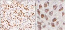 Detection of human and mouse hnRNP-U by immunohistochemistry.