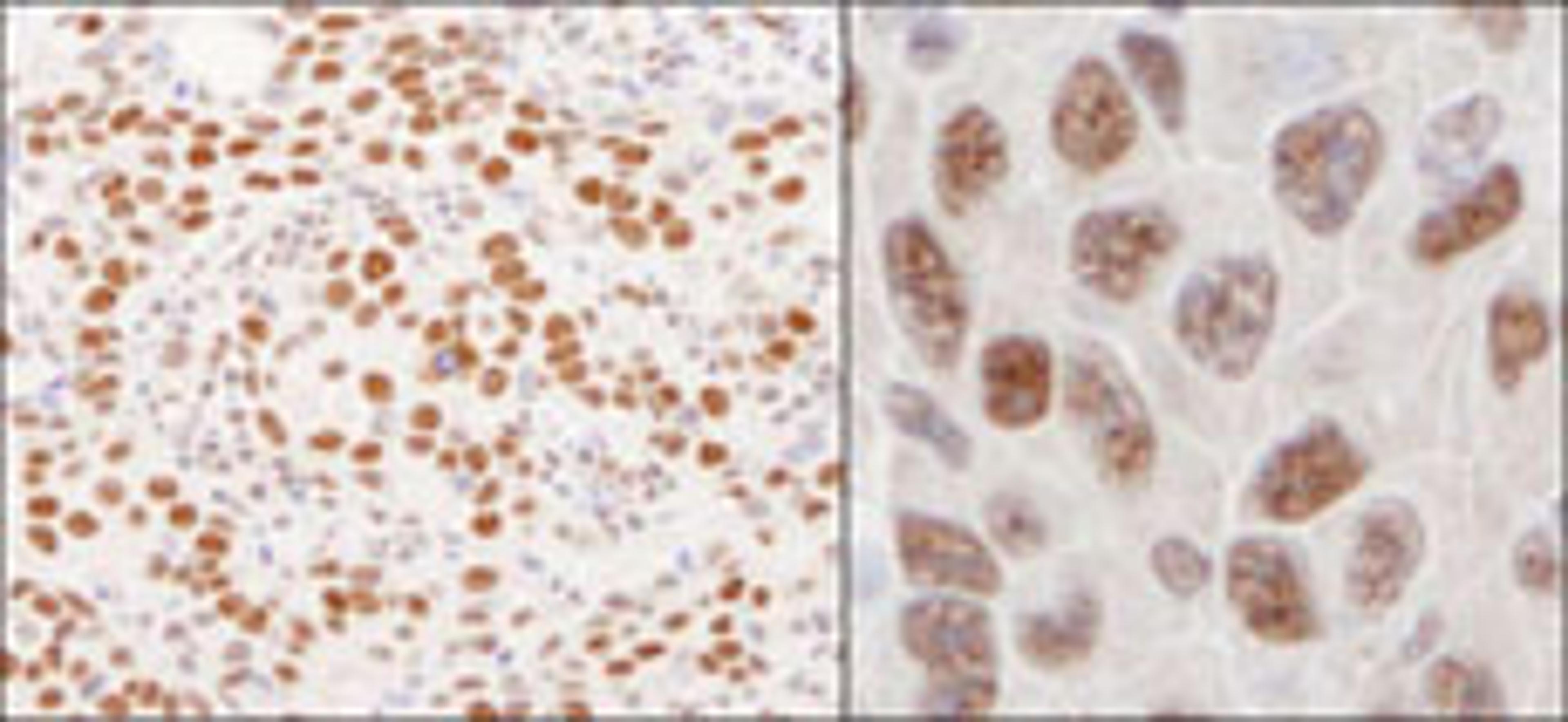 Detection of human and mouse hnRNP-U by immunohistochemistry.