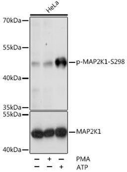 Western blot - Phospho-MAP2K1-S298 antibody (AP0063)