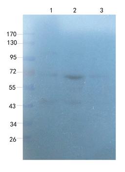 Western blot analysis of rat thyroid (lane 1), rat uterus (lane 2), rat ovary (lane 3) using Myeloperoxidase antibody (1 ug/ml)