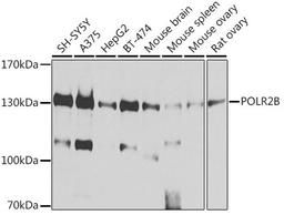 Western blot - POLR2B antibody (A5928)