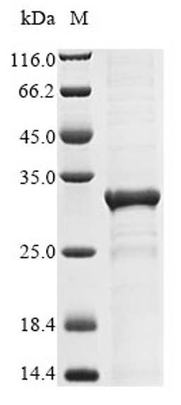 (Tris-Glycine gel) Discontinuous SDS-PAGE (reduced) with 5% enrichment gel and 15% separation gel.