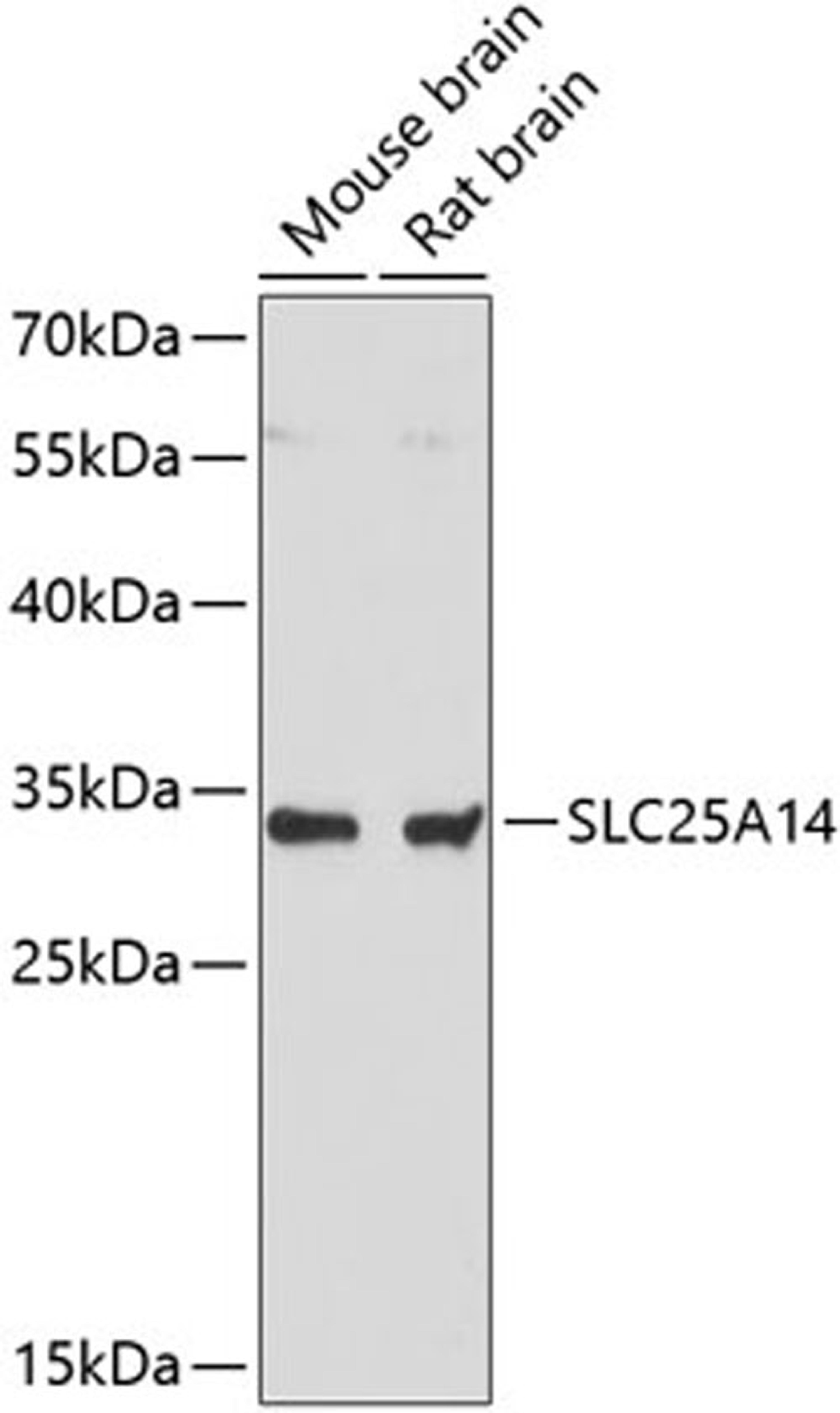 Western blot - SLC25A14 antibody (A13731)